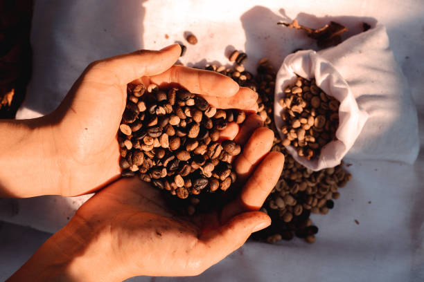 farmers prepare dried coffee beans.
